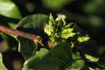 Vangueria apiculata