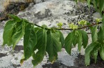 Vangueria apiculata