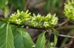 Vangueria apiculata