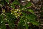 Vangueria apiculata