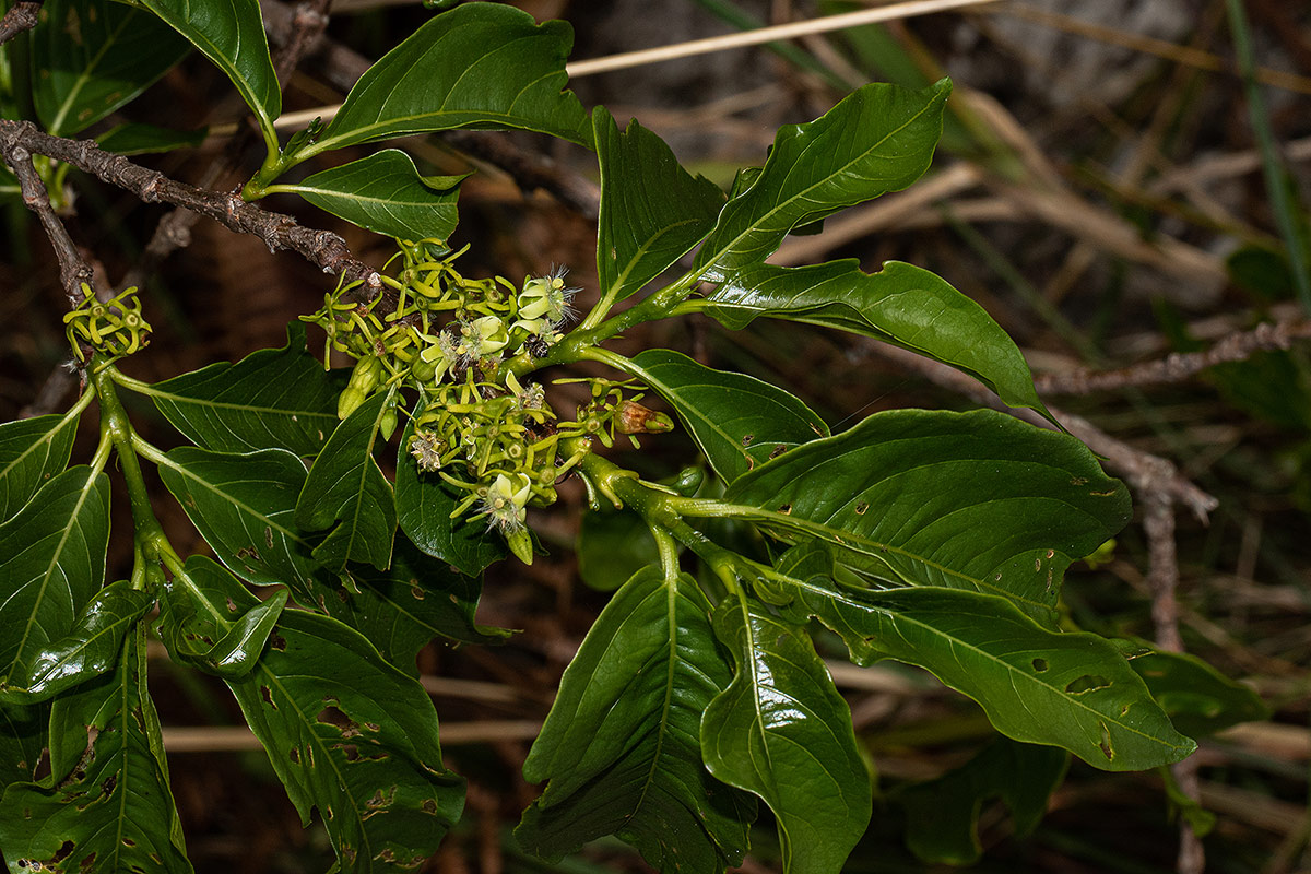 Vangueria apiculata