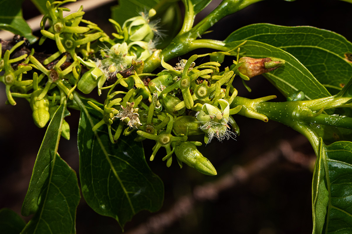 Vangueria apiculata