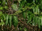 Vangueria apiculata