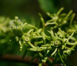 Vangueria apiculata