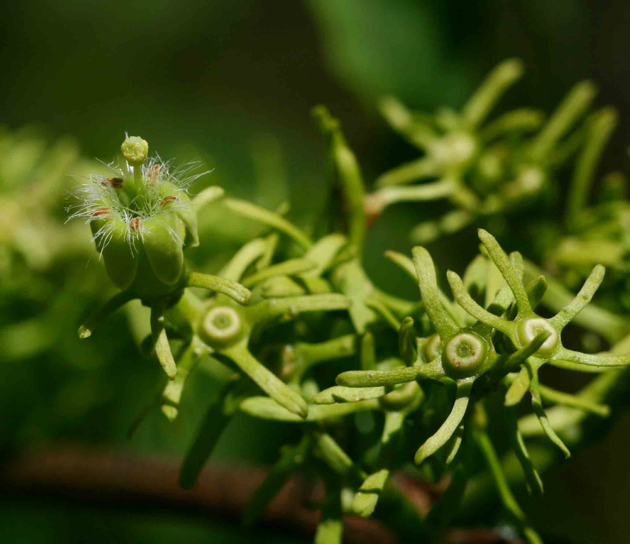 Vangueria apiculata