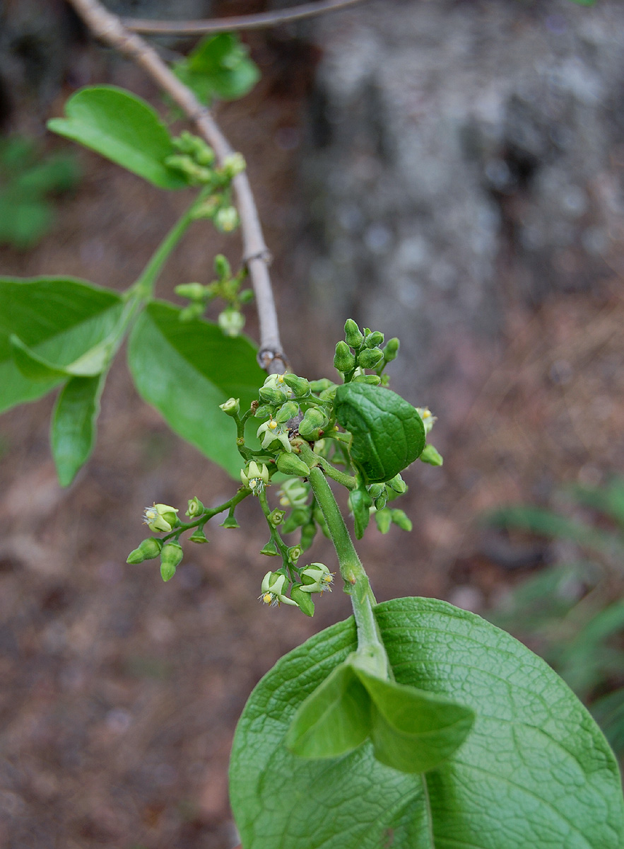 Vangueria infausta subsp. infausta