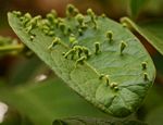 Vangueria infausta subsp. infausta