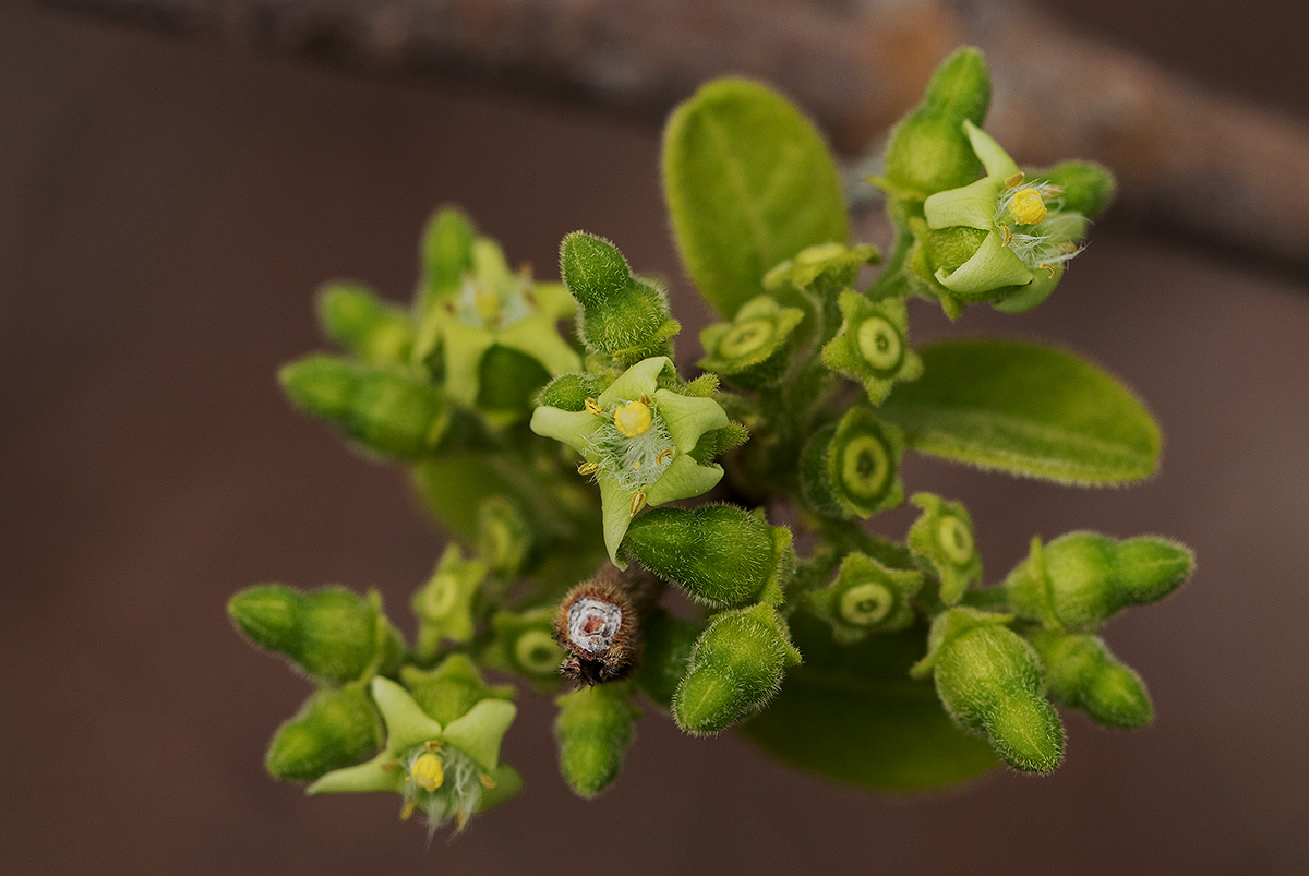 Vangueria infausta subsp. infausta