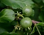 Vangueria randii subsp. randii