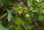 Vangueria randii subsp. randii