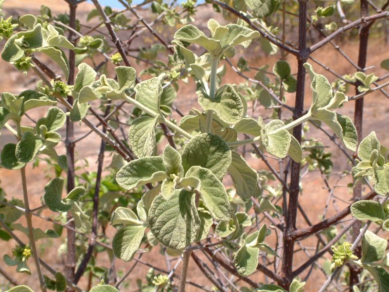 Vangueria vestita