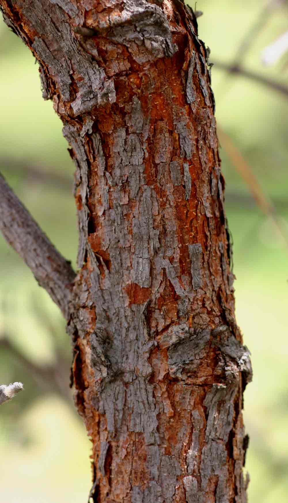 Vangueria vestita