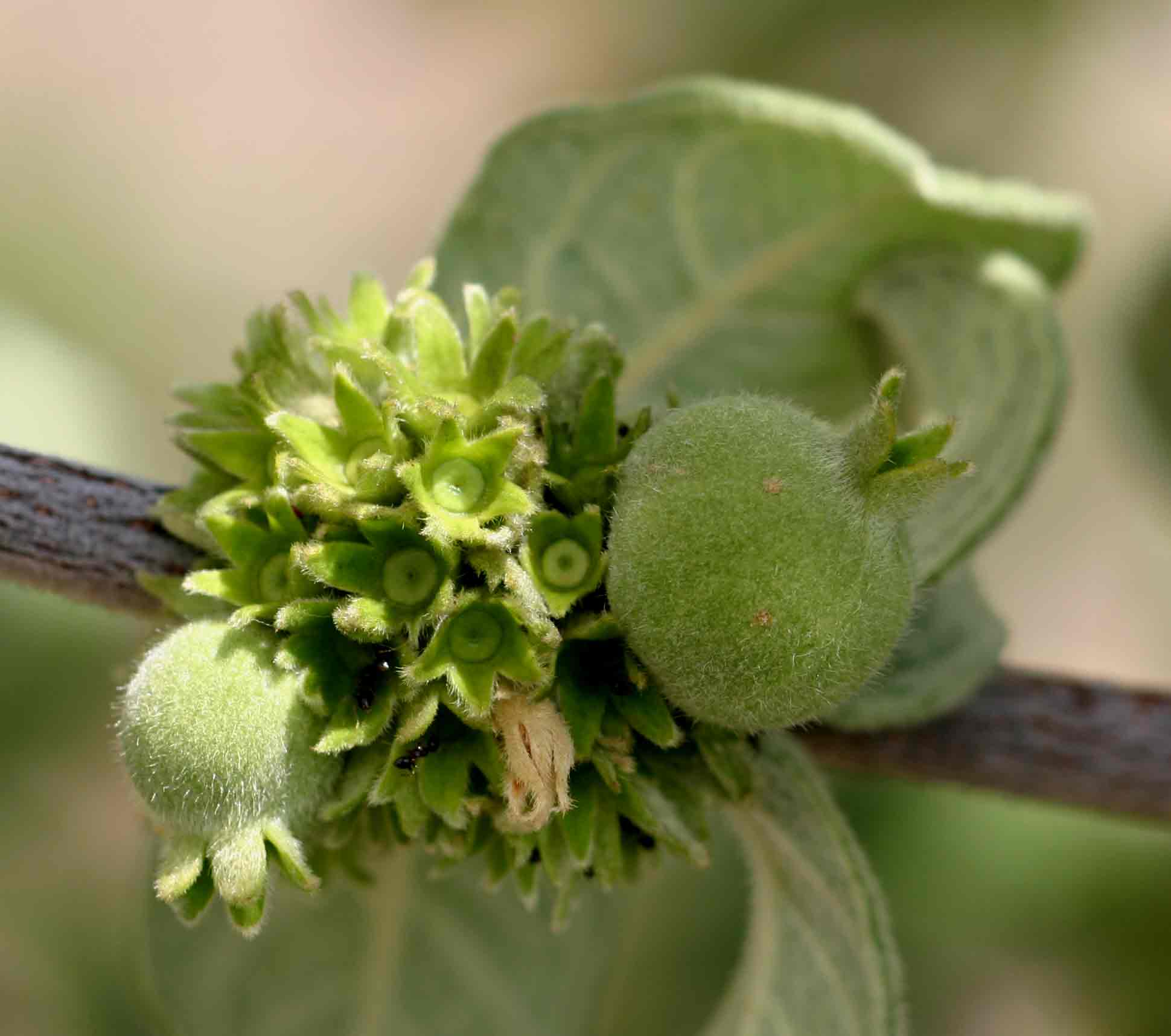 Vangueria vestita