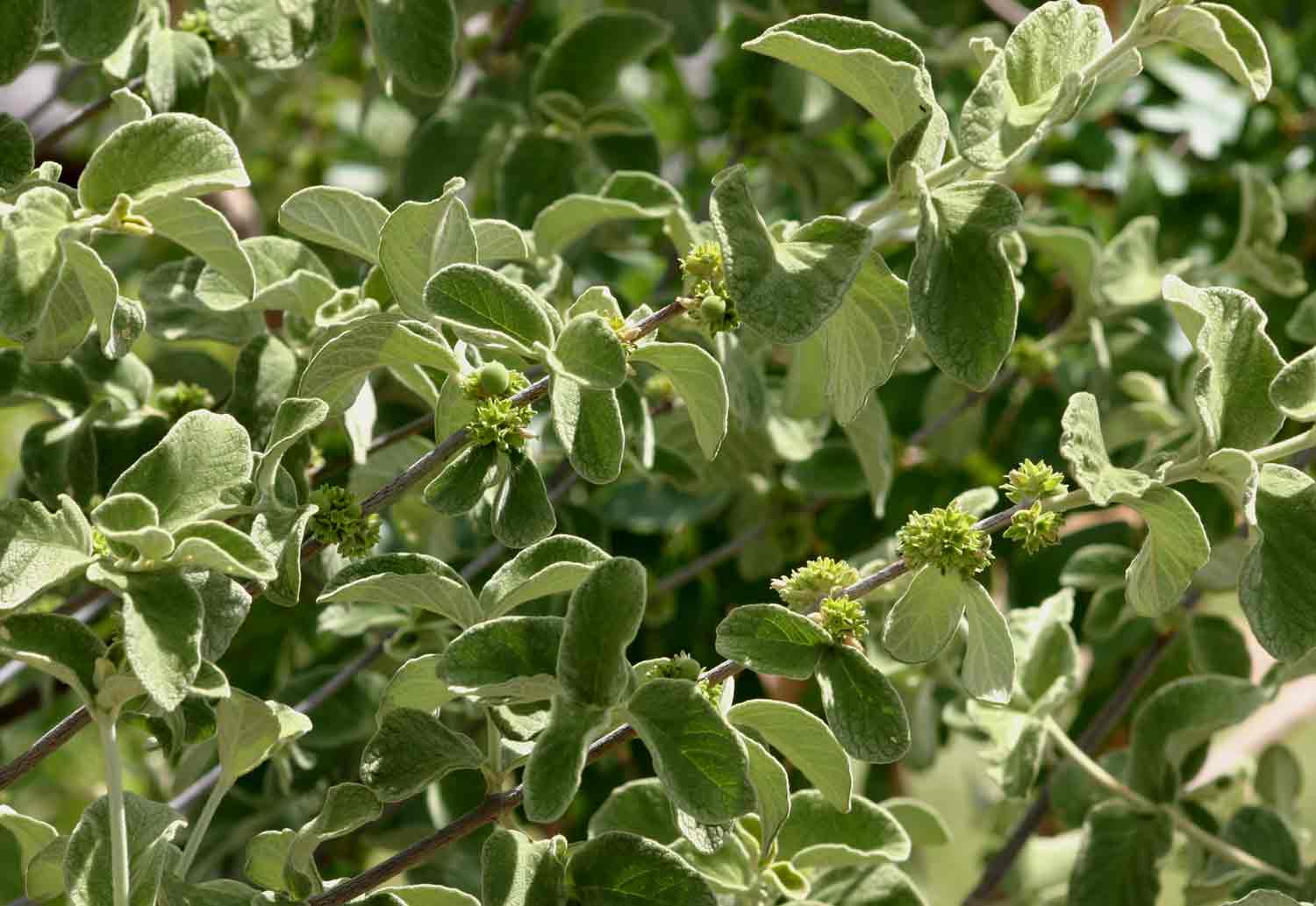 Vangueria vestita