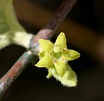 Vangueria vestita