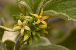 Vangueria vestita