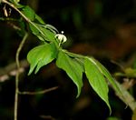 Rytigynia macrura