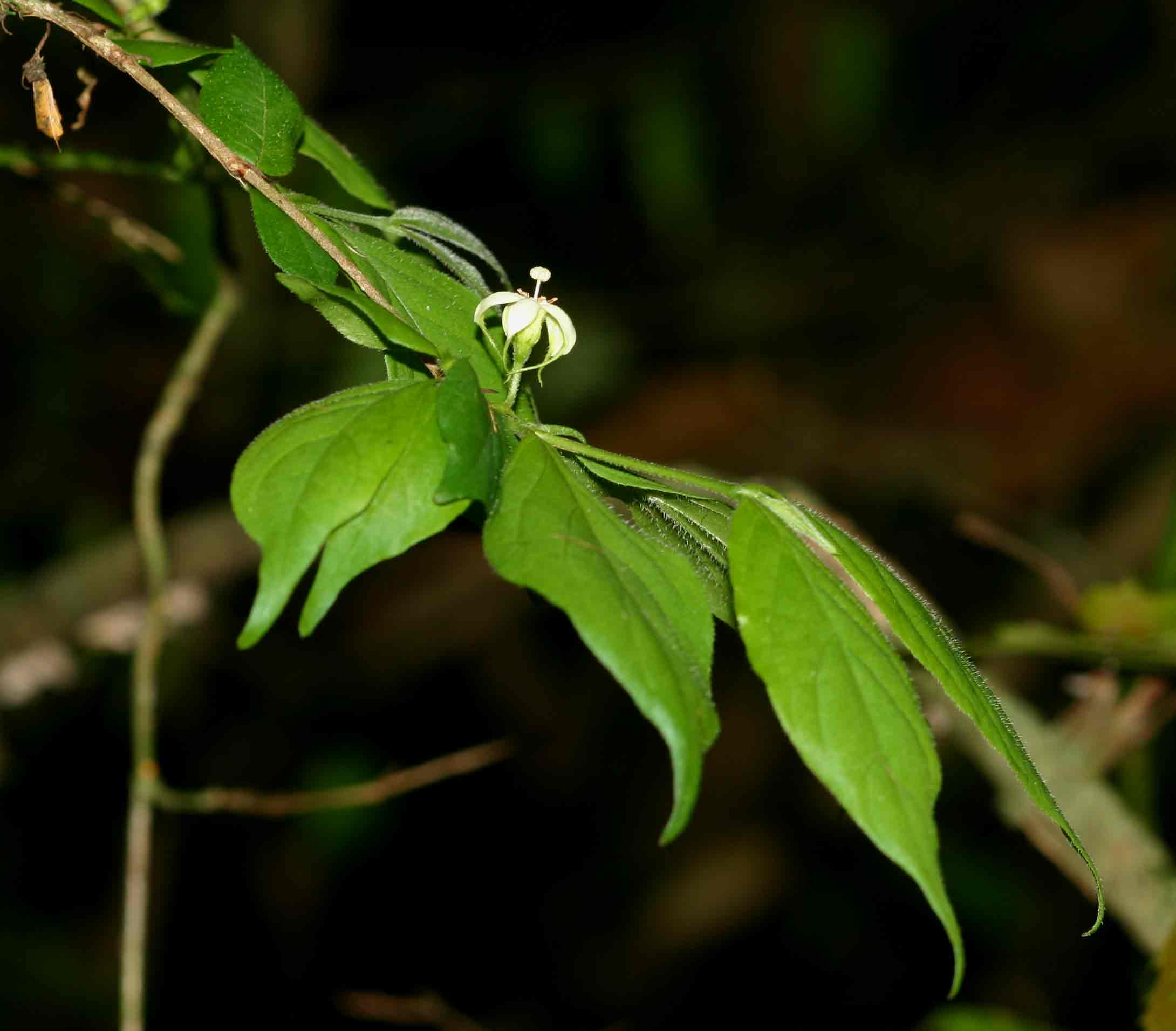 Rytigynia macrura