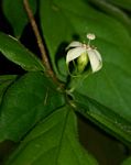 Rytigynia macrura