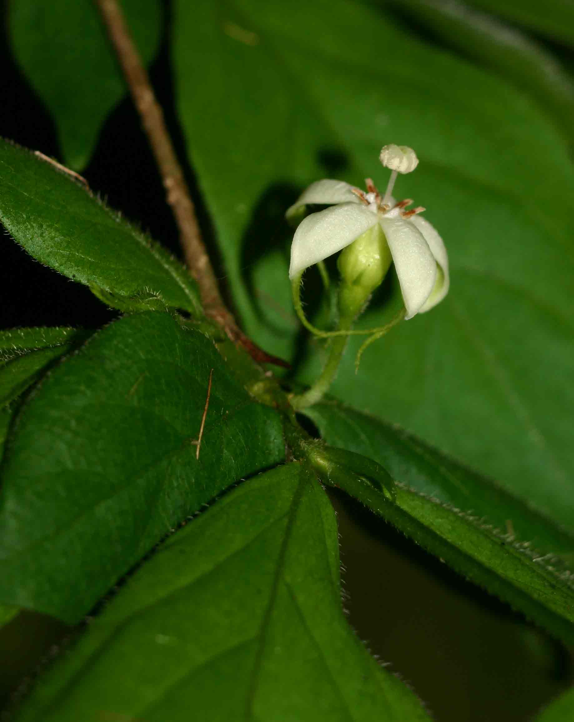 Rytigynia macrura