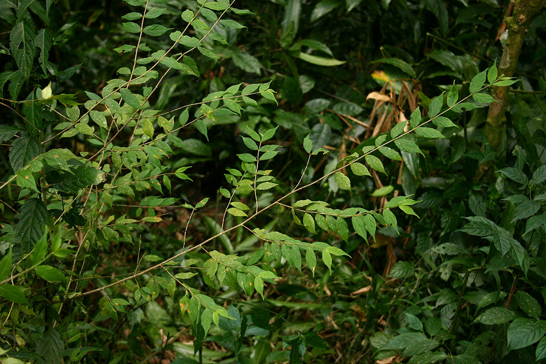 Rytigynia macrura