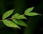 Rytigynia macrura