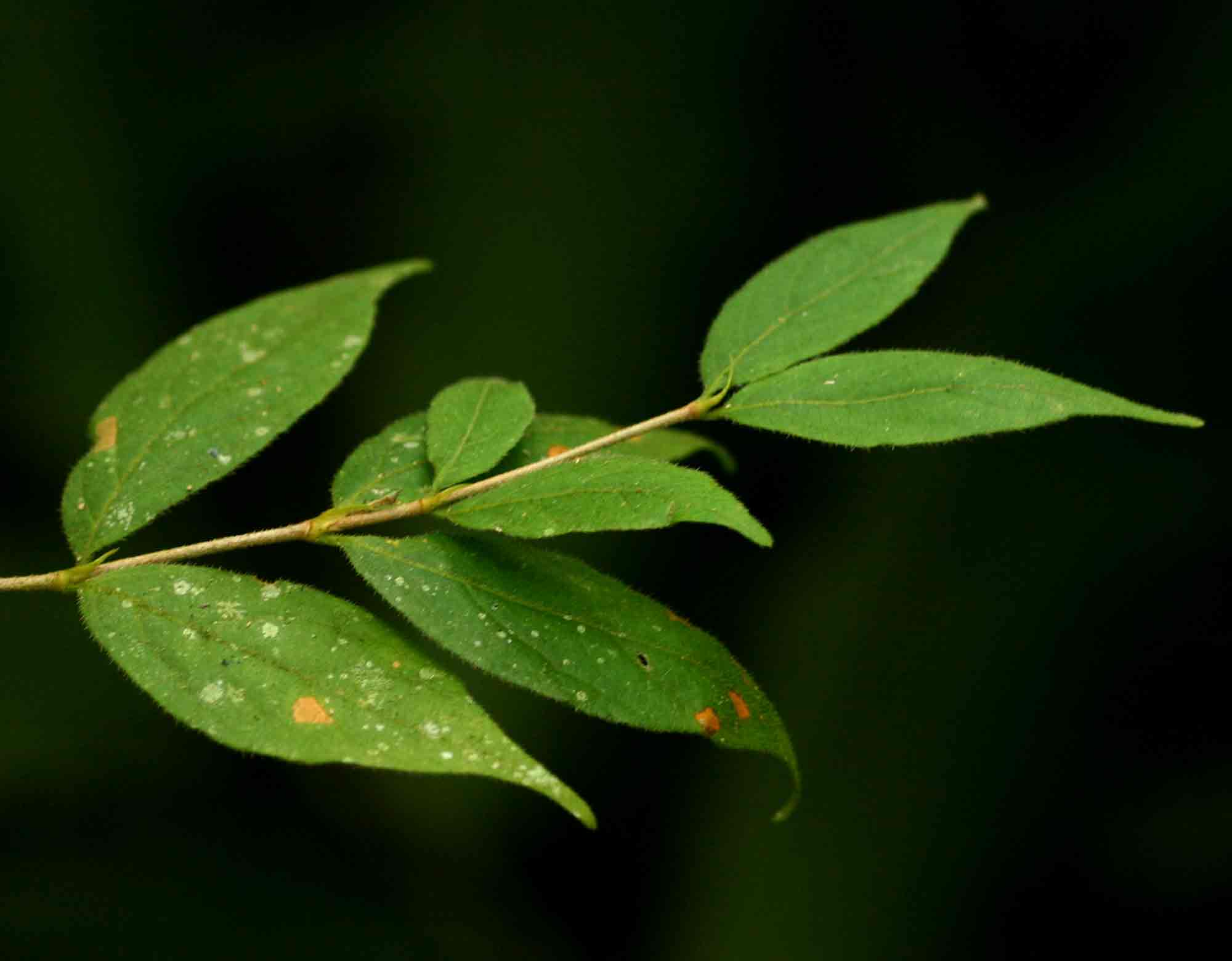 Rytigynia macrura