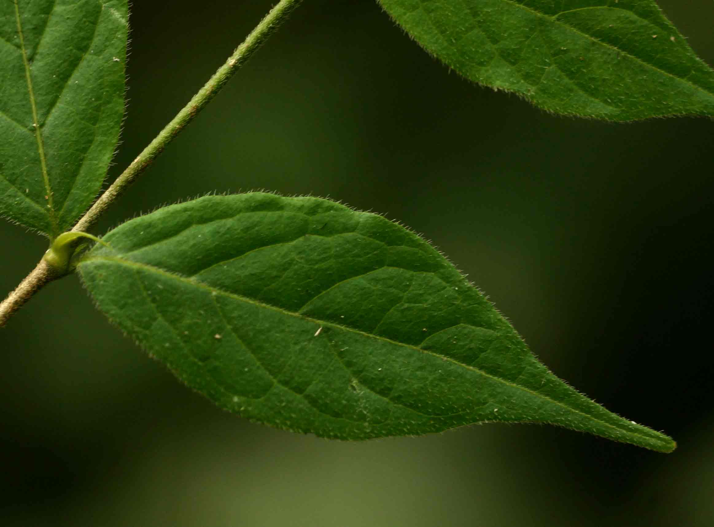 Rytigynia macrura