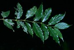 Rytigynia uhligii