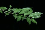 Rytigynia uhligii