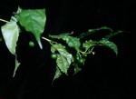 Rytigynia uhligii