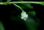 Rytigynia uhligii