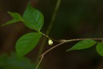 Rytigynia uhligii