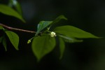Rytigynia uhligii