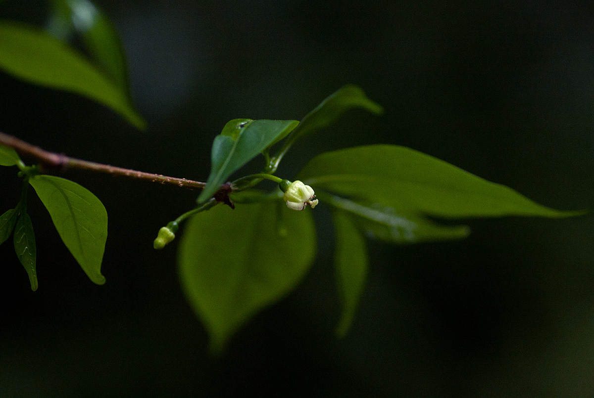 Rytigynia uhligii