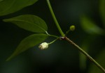 Rytigynia uhligii
