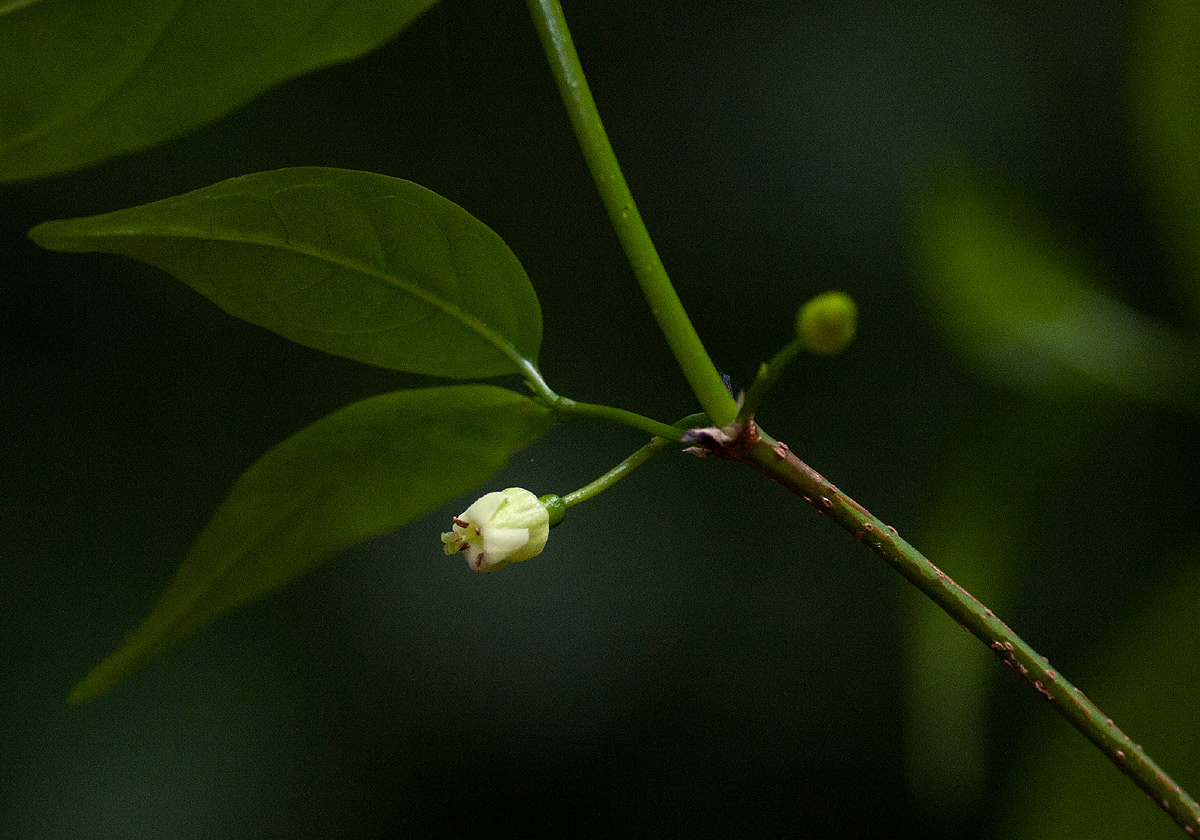 Rytigynia uhligii