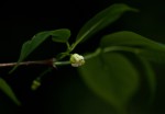 Rytigynia uhligii