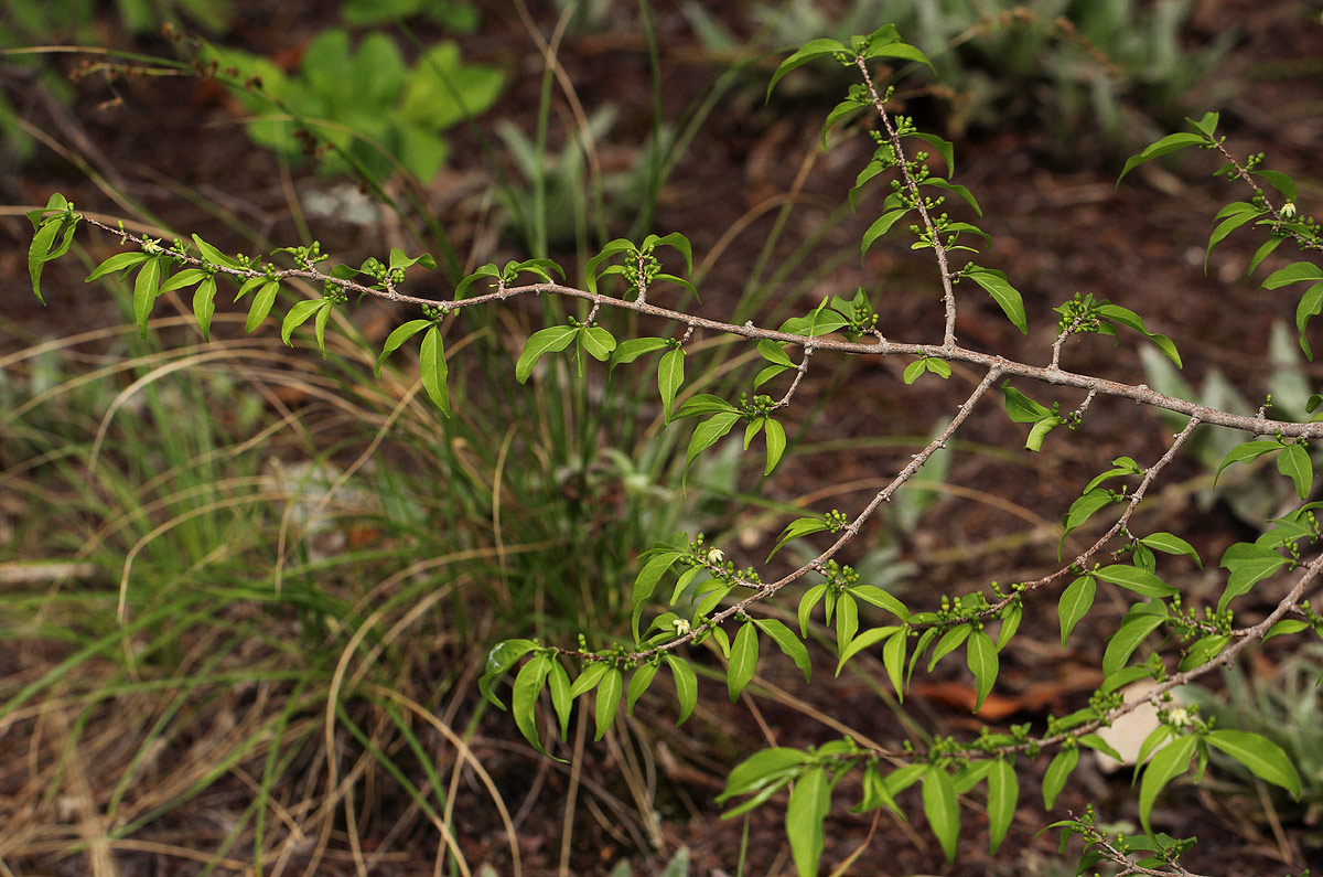 Rytigynia umbellulata