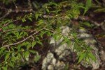 Rytigynia umbellulata