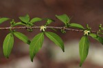 Rytigynia umbellulata