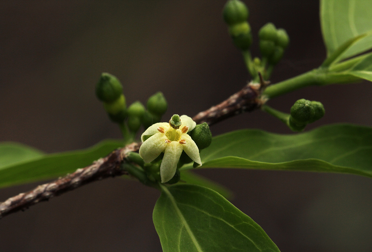 Rytigynia umbellulata