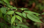 Rytigynia umbellulata