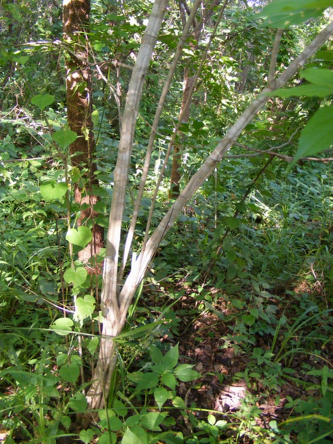 Rytigynia umbellulata