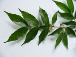Rytigynia umbellulata