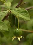 Vangueria dryadum