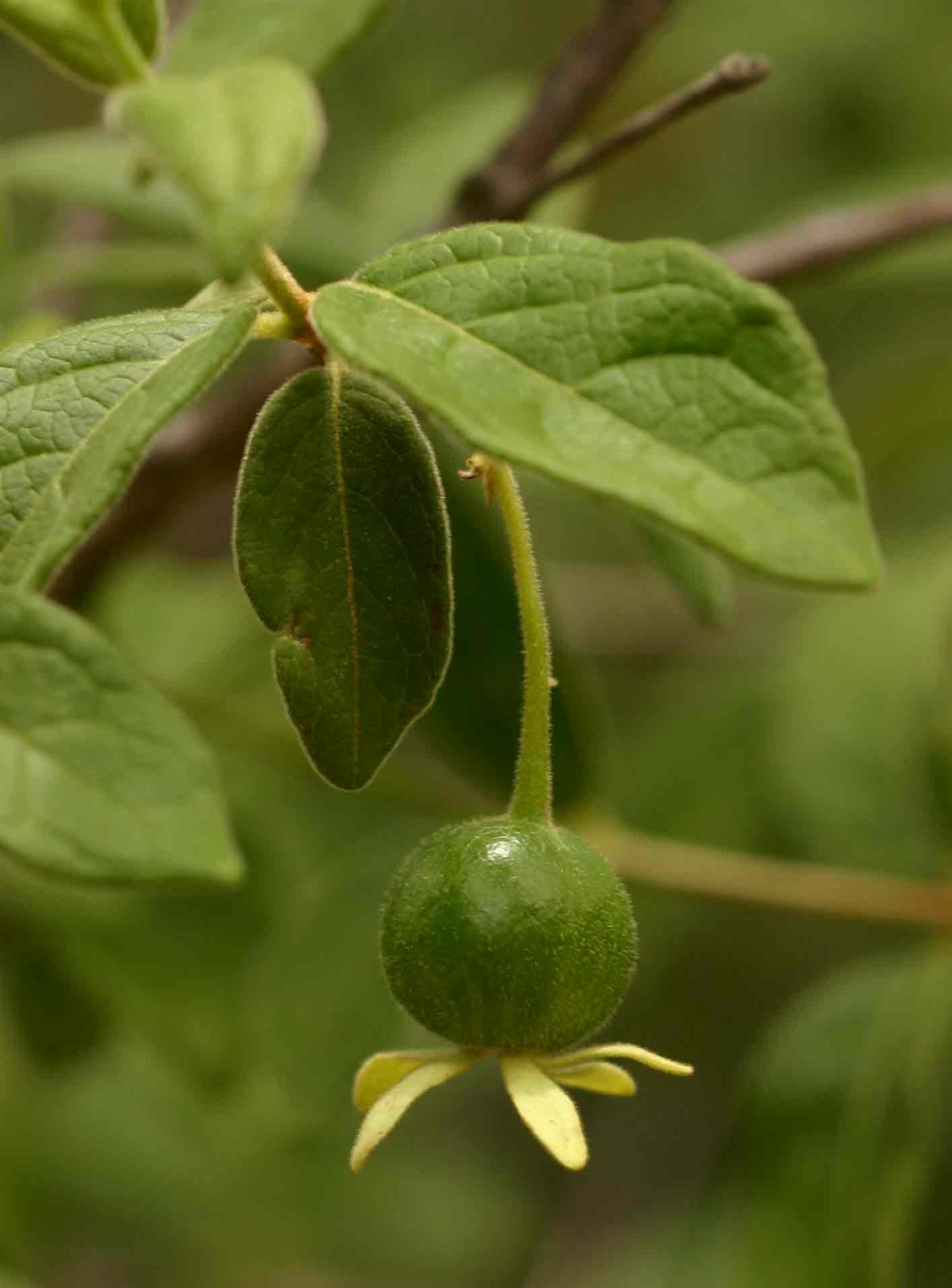 Vangueria dryadum