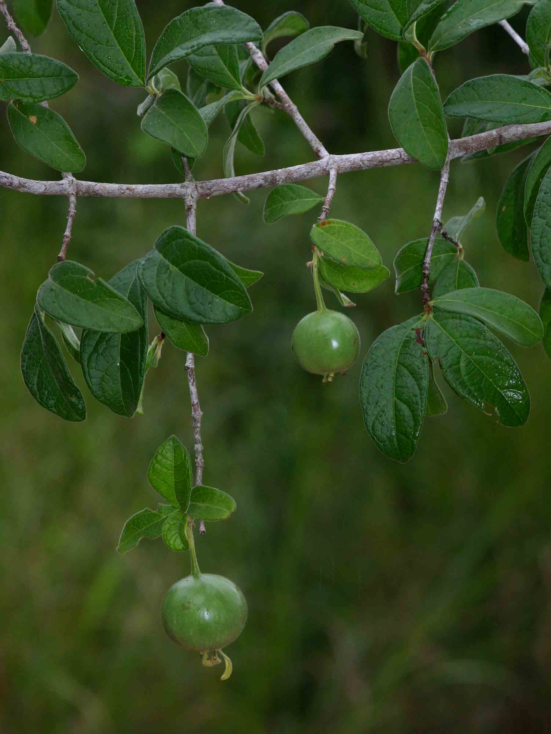Vangueria dryadum