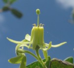 Vangueria dryadum