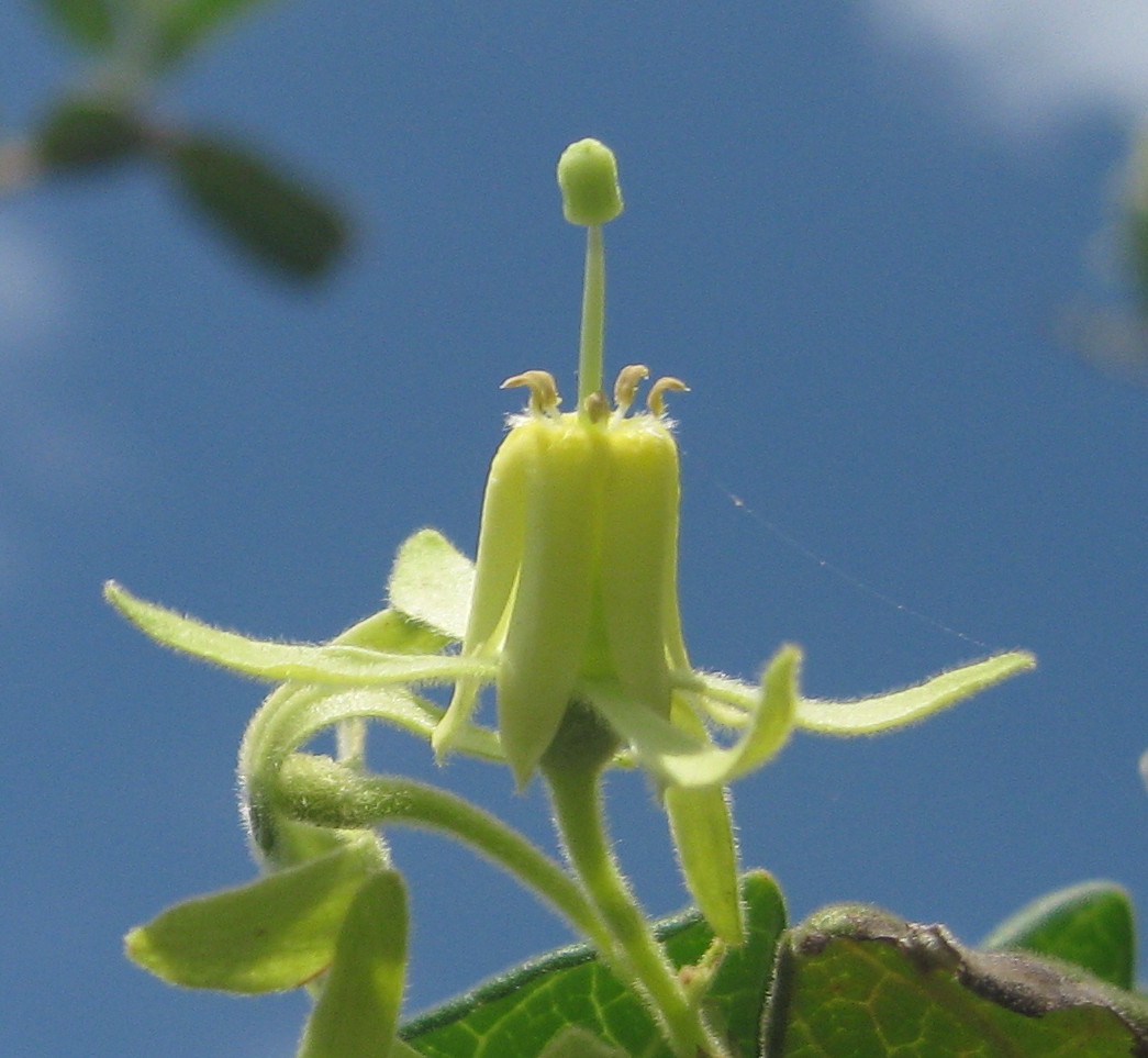 Vangueria dryadum